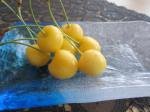 yellow cherries/黄色いサクランボ