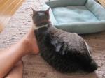 Nyanku and my foot/にゃんくと私の足